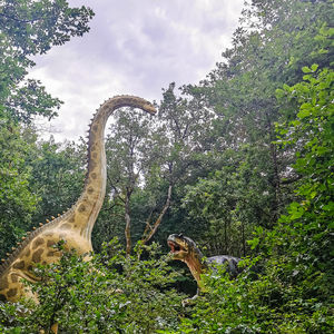 Low angle view of lizard on tree in forest