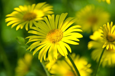 Close-up of yellow flowering plant