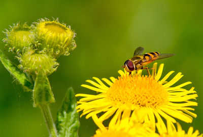 Close-up of bee pollinating on yellow flower