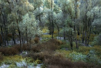 View of trees in the forest