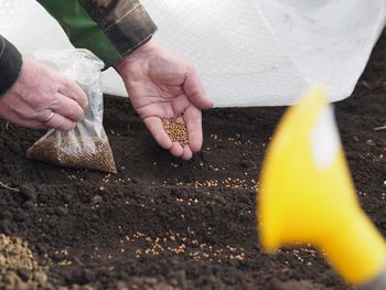 Sowing coriander seeds by hand in early spring. an elderly woman is engaged in spring sowing work.