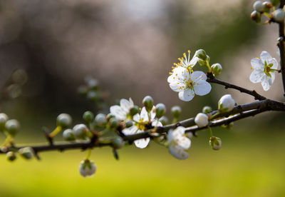 Close-up of white cherry blossoms in spring