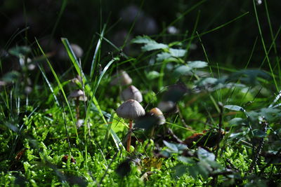 Close-up of mushrooms growing on field
