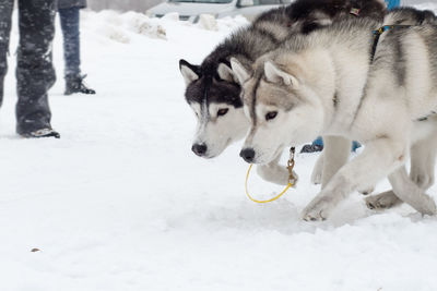 View of a dog on snow covered field