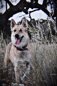 Portrait of dog sticking out tongue on field