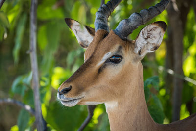 Close-up of head of impala