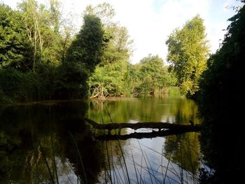 Reflection of trees in lake