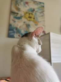 Close-up of a cat looking away