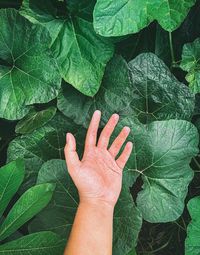 Close-up of hand touching leaves