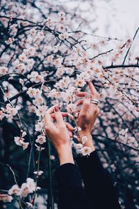 Cropped hands of woman touching cherry blossoms on tree