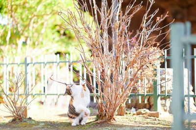 View of a dog on tree