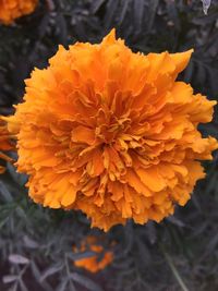 Close-up of yellow flower