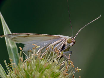 Close-up of insect perching on leaf