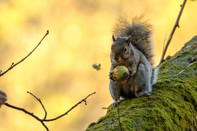 Close-up of squirrel sitting on rock