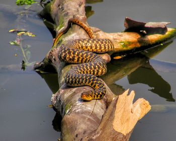 High angle view of snake in lake... curve of life