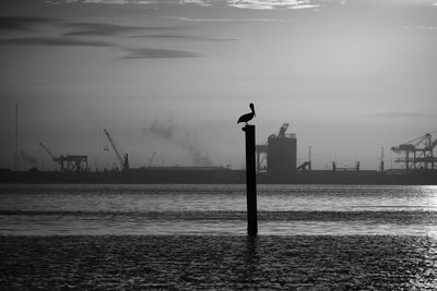 Seagull perching on wooden post in sea against sky