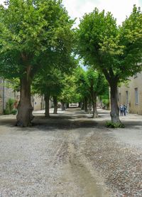 Road passing through trees