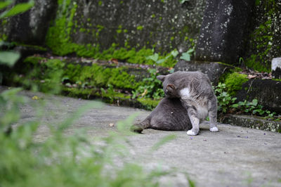 View of a cat