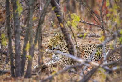 View of cat on field in forest