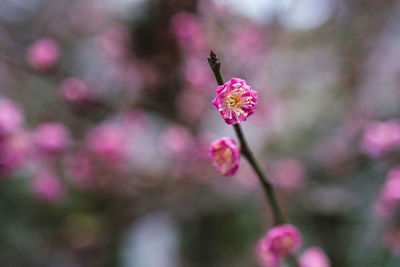 Close-up of insect on flower