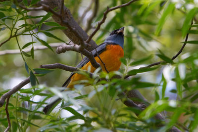 Low angle view of bird perching on branch