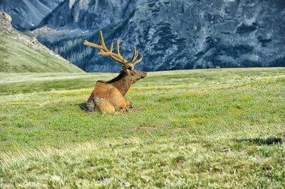 View of deer on field