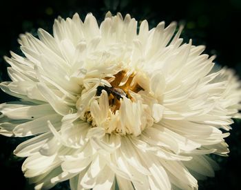 Close-up of butterfly on flower