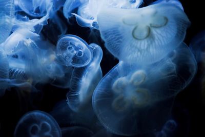 Close-up of jellyfish in water