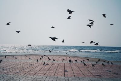 Flock of seagulls flying over sea against clear sky