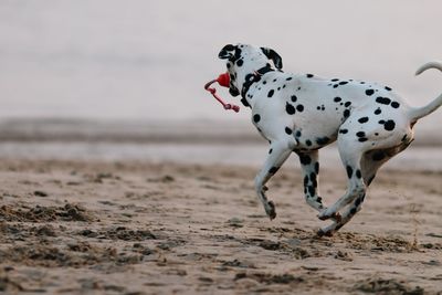 Close-up of dog on sand