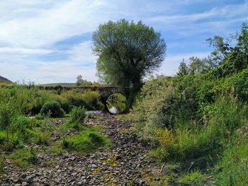 Plants growing on land against sky