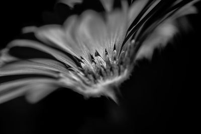 Close-up of flowering plant against black background