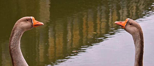 Close-up of swan swimming on lake