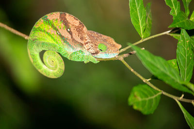 Close-up of insect on leaf