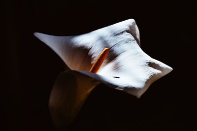 Close-up of white flower over black background