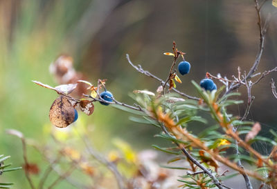 Close-up of insect on plant