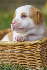 Close-up of dog in wicker basket