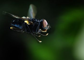 Close-up of flying fly