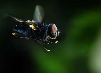 Close-up of bee on leaf