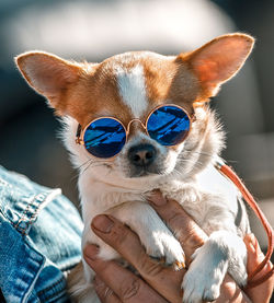Cool doggy