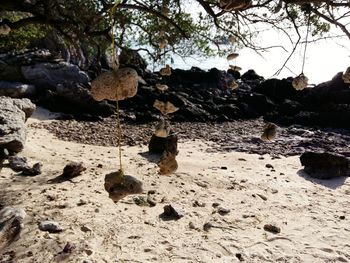 Birds on beach against trees