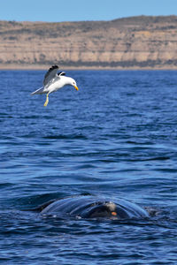 Seagull flying over whale in sea against sky
