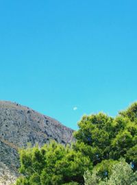 Low angle view of trees against clear blue sky