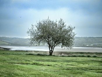 Bare trees on grassy field