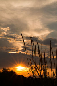 Silhouette of plants against sunset sky