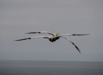 Bird flying against clear sky