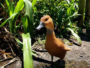 Close-up of duck on plants