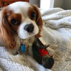 Close-up portrait of dog