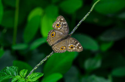 Close-up of butterfly on plant