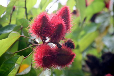 Close-up of red flowering plant